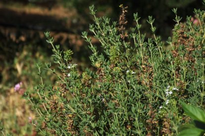L'ús d'herbes com a remeis medicinals casolans continuen sent d'utilitat