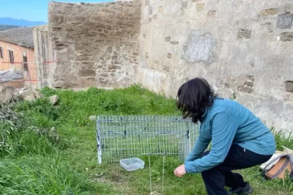 Veïns i ajuntaments d’una desena de pobles s’han afegit a la part veterinària del projecte. - ANUT