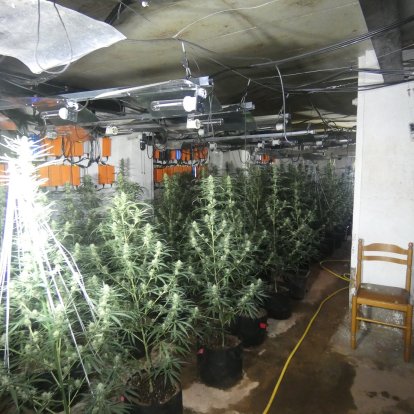 Una imatge de la plantació de marihuana descoberta en un antic prostíbul de l'Alt Urgell.