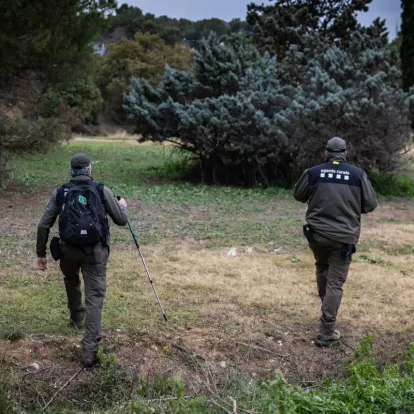 Agents rurals pentinen la zona de Collserola en el radi de 20 quilòmetres afectats per la pesta porcina africana. - ACN