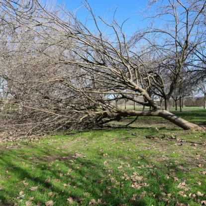 Un arbre caigut a Mollerussa a causa del vendaval. - JOAN GÓMEZ