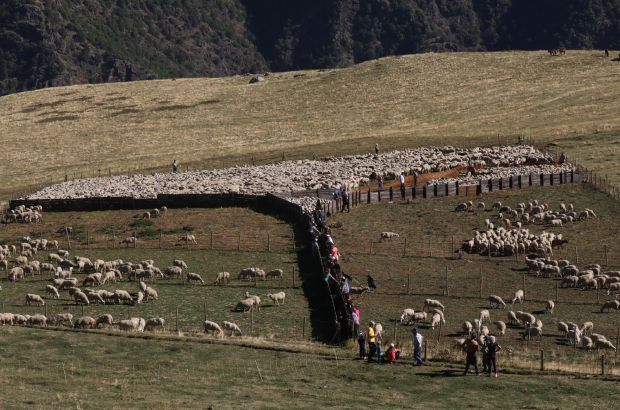 El reagrupament de ramats ahir després de la temporada de pastures a la muntanya de Llessui.