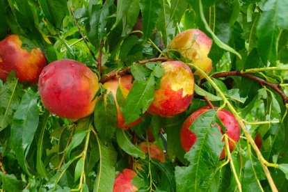 Danys en nectarines en Soses per impactes de granís.