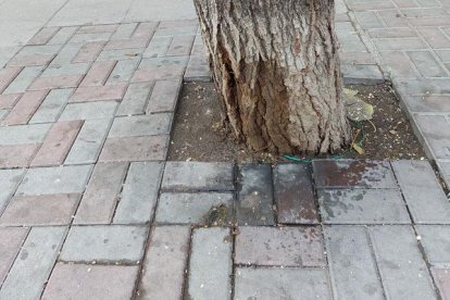 Tronc d’un arbre deteriorat per les orines de gossos. - ESCOCELLS LLEIDA