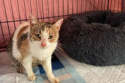 El felí va ser portat a una clínica veterinària. - ÀLEX ROIG