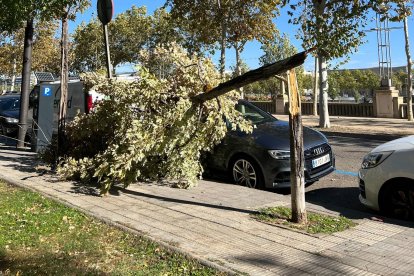Un arbre trencat a l'avinguda Joana Raspall de Lleida.