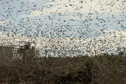 A la Granadella una bandada d’estornells tapen el cel i envaeixen la línia elèctrica municipal. - JORDI ECHEVARRIA