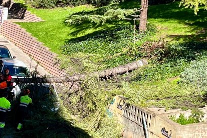 Arbre caigut al carrer Roca Labrador de Lleida.