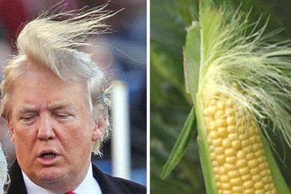 Els memes de la victòria de Donald Trump