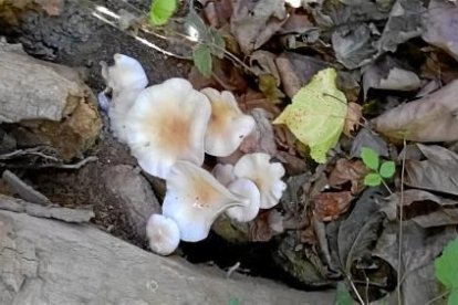 Envia'ns fotos de les teves excursions al bosc i demostra'ns que ets un gran boletaire