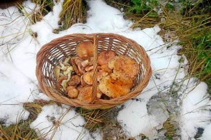 Envia'ns fotos de les teves excursions al bosc i demostra'ns que ets un gran boletaire