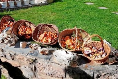 Envia'ns fotos de les teves excursions al bosc i demostra'ns que ets un gran boletaire
