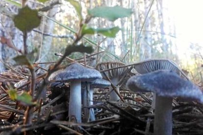Envia'ns fotos de les teves excursions al bosc i demostra'ns que ets un gran boletaire
