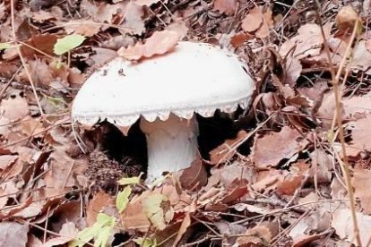 Envia'ns fotos de les teves excursions al bosc i demostra'ns que ets un gran boletaire
