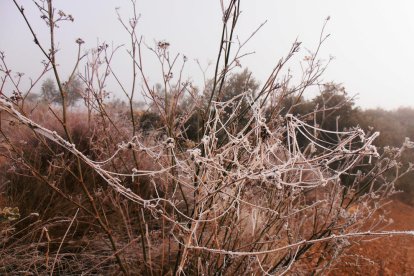 El fred, la boira i la neu...l'hivern ja és aquí!