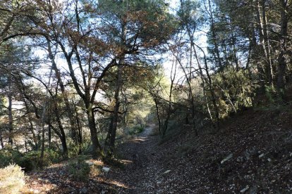 El fred, la boira i la neu...l'hivern ja és aquí!