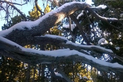El fred, la boira i la neu...l'hivern ja és aquí!