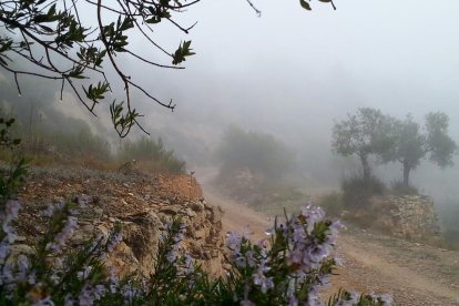 El fred, la boira i la neu...l'hivern ja és aquí!