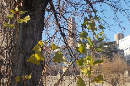 El fred, la boira i la neu...l'hivern ja és aquí!