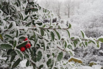 El fred, la boira i la neu...l'hivern ja és aquí!