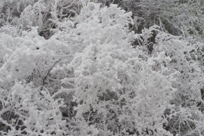 El fred, la boira i la neu...l'hivern ja és aquí!