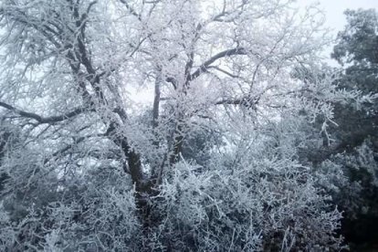 El fred, la boira i la neu...l'hivern ja és aquí!