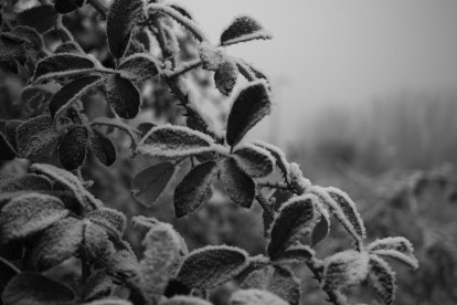 El fred, la boira i la neu...l'hivern ja és aquí!