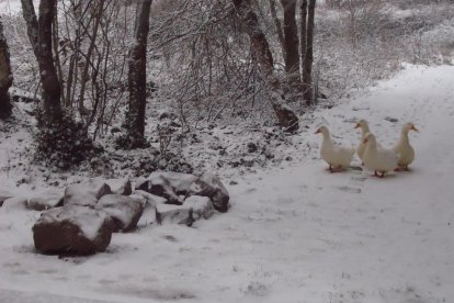 El fred, la boira i la neu...l'hivern ja és aquí!