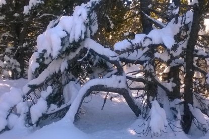 El fred, la boira i la neu...l'hivern ja és aquí!
