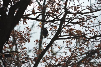 El fred, la boira i la neu...l'hivern ja és aquí!