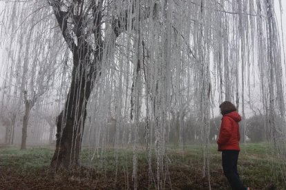 El fred, la boira i la neu...l'hivern ja és aquí!