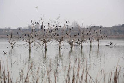 E. Aldana / O. Mirón / M. Altisent