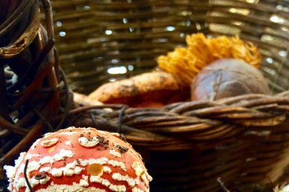 Rovellons, ceps, fredolics,...envia'ns fotos de la teva sortida al bosc.