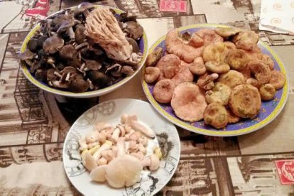 Rovellons, ceps, fredolics,...envia'ns fotos de la teva sortida al bosc.