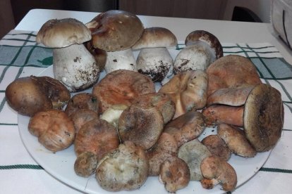 Rovellons, ceps, fredolics,...envia'ns fotos de la teva sortida al bosc.