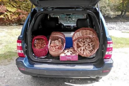 Rovellons, ceps, fredolics,...envia'ns fotos de la teva sortida al bosc.