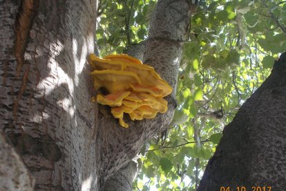 Rovellons, ceps, fredolics,...envia'ns fotos de la teva sortida al bosc.