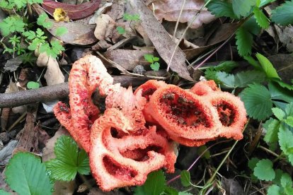 Manel Fregola Navarro