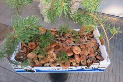 Rovellons, ceps, fredolics,...envia'ns fotos de la teva sortida al bosc.