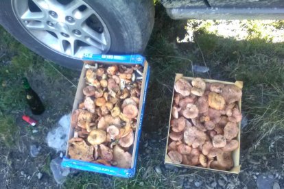 Rovellons, ceps, fredolics,...envia'ns fotos de la teva sortida al bosc.