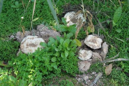 Rovellons, ceps, fredolics,...envia'ns fotos de la teva sortida al bosc.