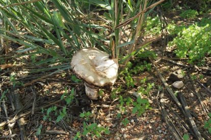 Rovellons, ceps, fredolics,...envia'ns fotos de la teva sortida al bosc.