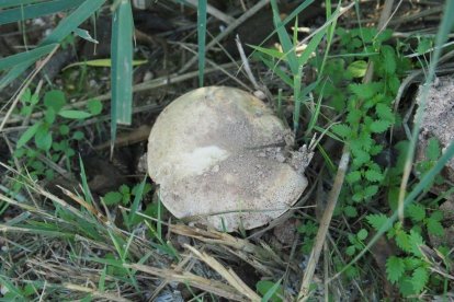 Rovellons, ceps, fredolics,...envia'ns fotos de la teva sortida al bosc.