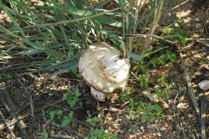 Rovellons, ceps, fredolics,...envia'ns fotos de la teva sortida al bosc.