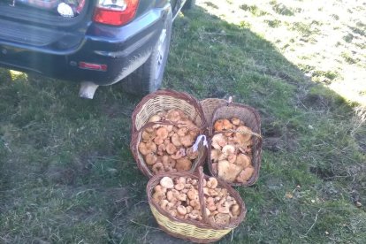 Rovellons, ceps, fredolics,...envia'ns fotos de la teva sortida al bosc.