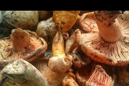 Rovellons, ceps, fredolics,...envia'ns fotos de la teva sortida al bosc.