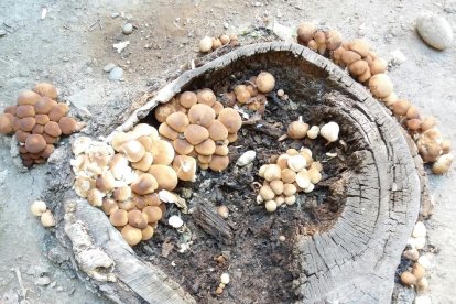 Rovellons, ceps, fredolics,...envia'ns fotos de la teva sortida al bosc.