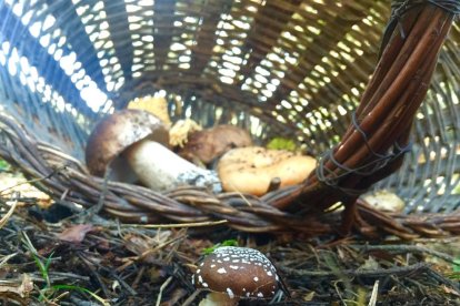 Rovellons, ceps, fredolics,...envia'ns fotos de la teva sortida al bosc.
