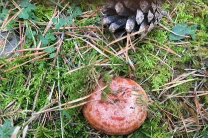 Rovellons, ceps, fredolics,...envia'ns fotos de la teva sortida al bosc.