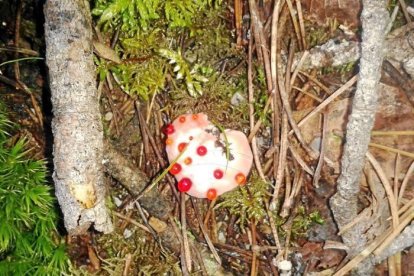 Rovellons, ceps, fredolics,...envia'ns fotos de la teva sortida al bosc.
